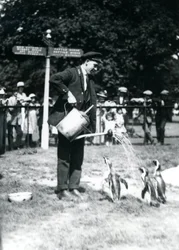 Tierpfleger Ernie Sceales gibt drei Pinguinen eine Dusche mit einer Gießkanne, London Zoo, 1919
